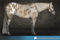 Horse Color:Buckskin Dun Appaloosa Brindle 