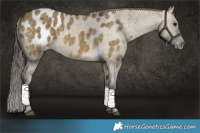 Horse Color:Buckskin Dun Blanket Brindle