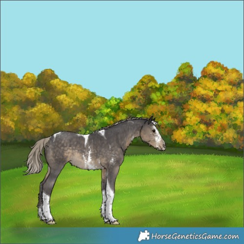 Horse Color:Silver Smoky Black Sabino Tobiano Rabicano 