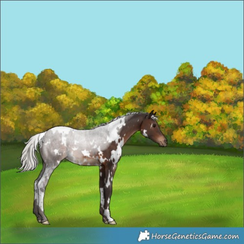 Horse Color:White Spotted Silver Brown 