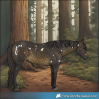 Horse Color:White Spotted Buckskin 