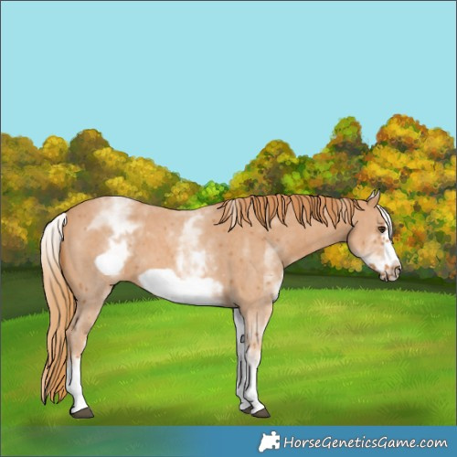 Horse Color:White Spotted Chestnut Sabino Frame