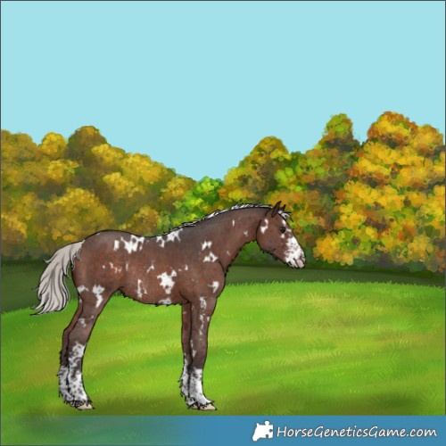 Horse Color:White Spotted Silver Brown Sabino Rabicano 