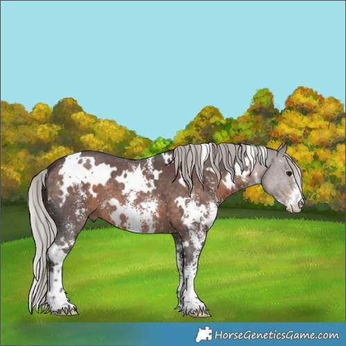 Horse Color:White Spotted Silver Brown Sabino 
