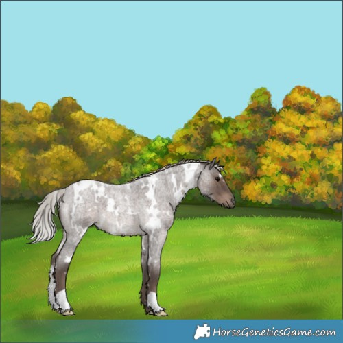Horse Color:White Spotted Silver Blue Roan 