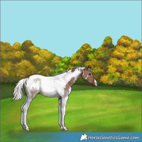 Horse Color:White Spotted Silver Brown Dun Tobiano 
