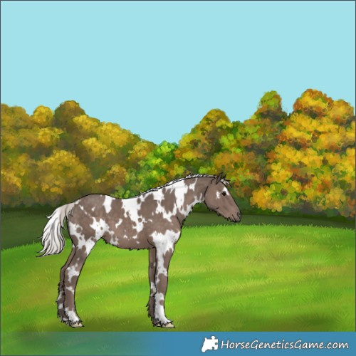 Horse Color:White Spotted Silver Black 