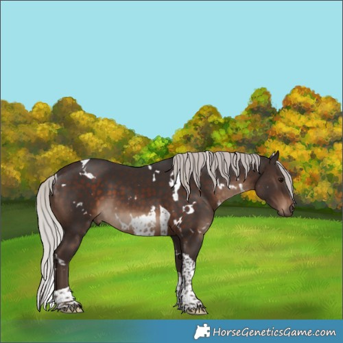 Horse Color:White Spotted Silver Brown Tobiano 