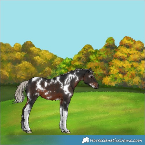 Horse Color:Gray White Spotted Silver Brown Tobiano 
