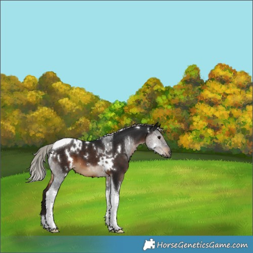Horse Color:Gray White Spotted Silver Brown Tobiano 