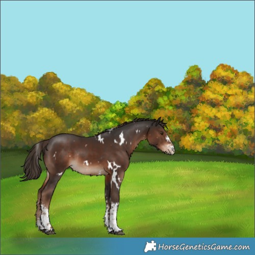 Horse Color:White Spotted Liver Chestnut Sabino Rabicano 