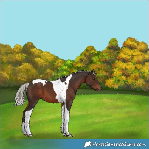 Horse Color:Silver Brown Tobiano 