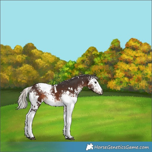 Horse Color:White Spotted Silver Brown Rabicano 