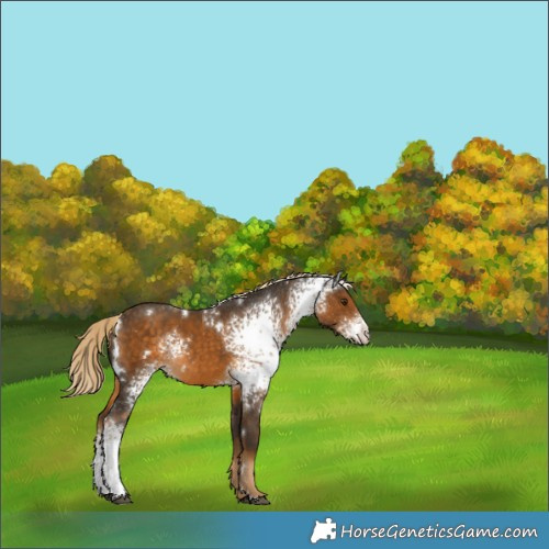 Horse Color:White Spotted Chocolate Palomino Rabicano 