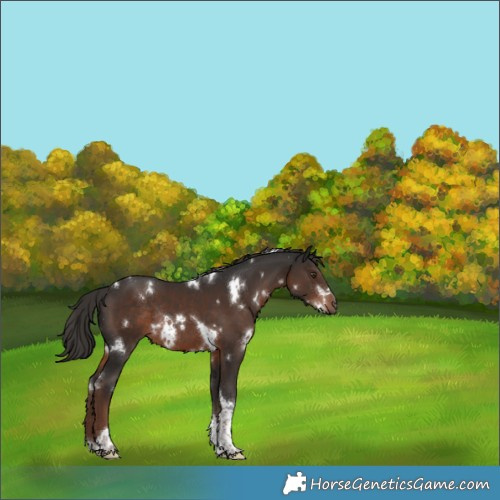 Horse Color:White Spotted Liver Chestnut Tobiano Rabicano 