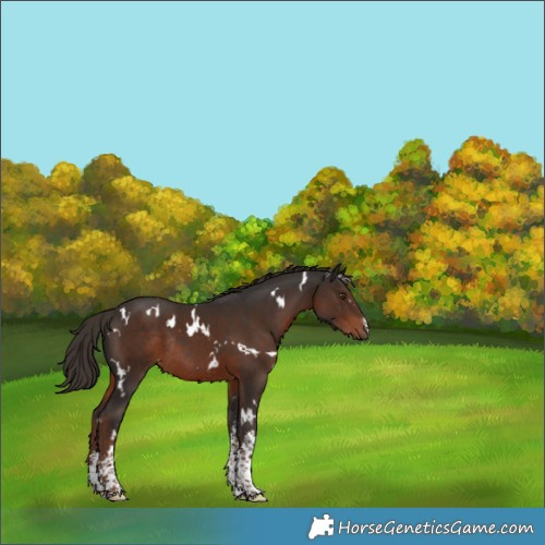 Horse Color:White Spotted Liver Chestnut Sabino Rabicano 