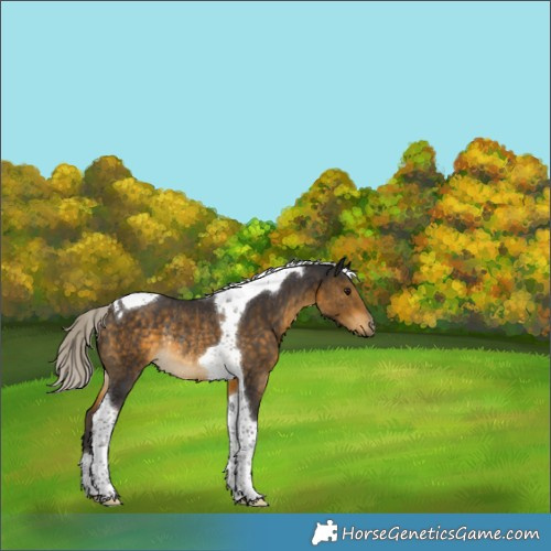 Horse Color:Silver Buckskin Tobiano Rabicano 