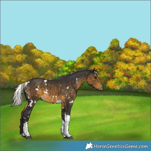 Horse Color:White Spotted Silver Buckskin Tobiano Rabicano 