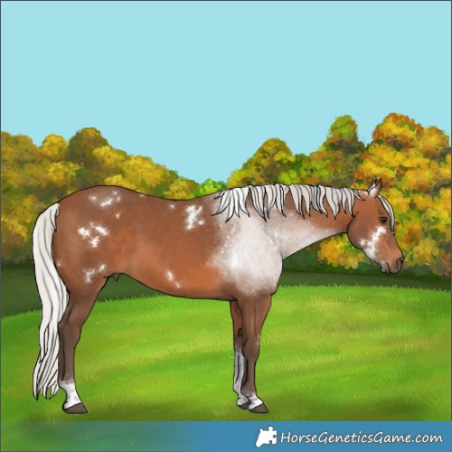 Horse Color:White Spotted Silver Brown Tobiano 