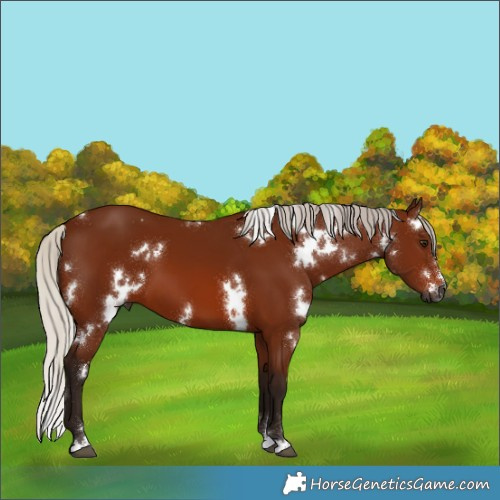 Horse Color:Gray White Spotted Silver Bay 