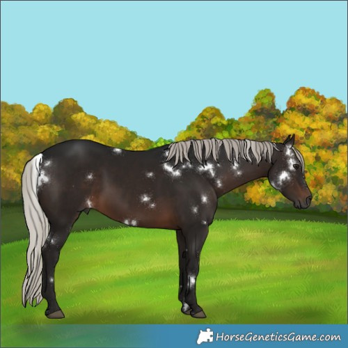 Horse Color:Gray White Spotted Silver Brown 