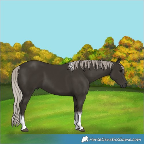 Horse Color:Gray Silver Black Tobiano Rabicano 