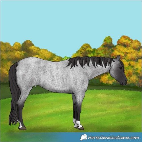 Horse Color:Smoky Blue Roan Tobiano 