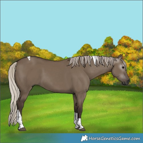 Horse Color:Gray Silver Grullo Tobiano 