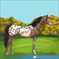 Horse Color:Gray Amber Champagne Appaloosa 