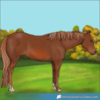 Horse Color:Chestnut 