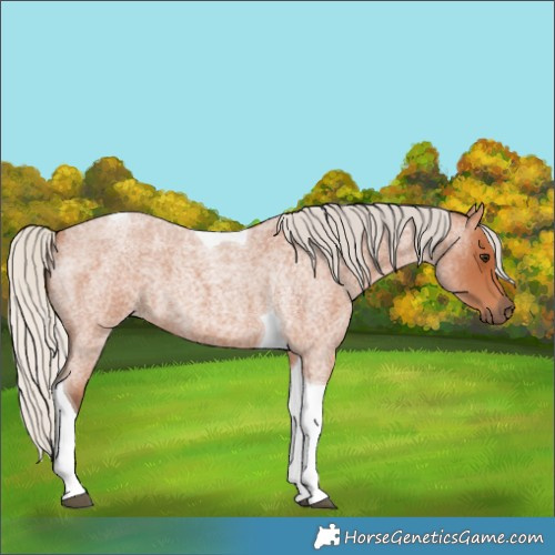 Horse Color:Silver Bay Roan Tobiano 