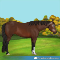 Horse Color:Gray Bay 