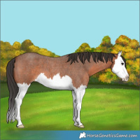 Horse Color:Bay Roan Splash 