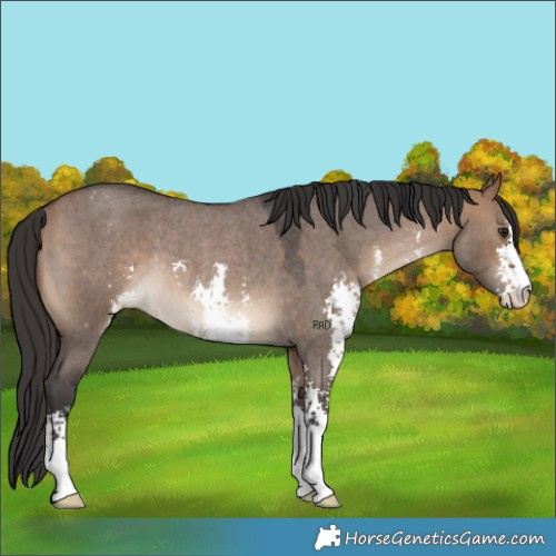Horse Color:Bay Roan Dun Sabino Rabicano 