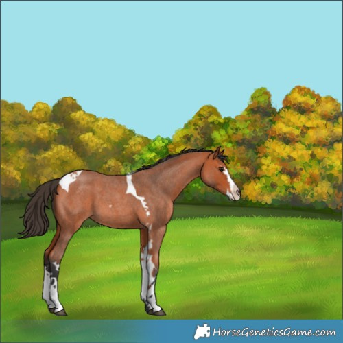 Horse Color:Bay Roan Splash Tobiano 