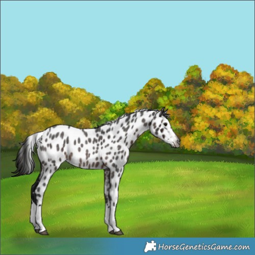Horse Color:Gray Bay Roan Splash Appaloosa 