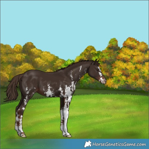 Horse Color:Liver Chestnut Sabino 
