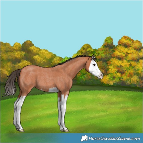 Horse Color:Bay Roan Splash 
