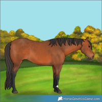 Horse Color:Bay 
