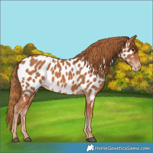 Horse Color:Chestnut Appaloosa 