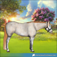 Horse Color:Red Dun Roan Splash Frame Rabicano 