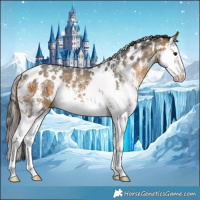 Horse Color:White Spotted Buckskin Sabino Splash Appaloosa 