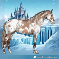 Horse Color:Liver Red Dun Sabino Splash Appaloosa 