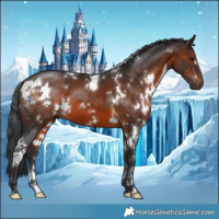 Horse Color:White Spotted Brown 