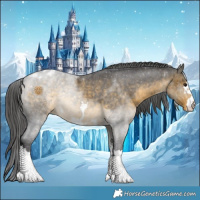 Horse Color:Buckskin Appaloosa 