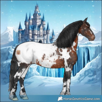 Horse Color:White Spotted Brown Appaloosa Rabicano 