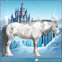 Horse Color:White Spotted Brown Appaloosa 