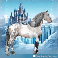 Horse Color:White Spotted Brown Appaloosa 