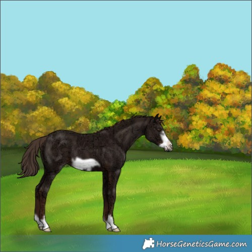 Horse Color:Liver Chestnut Ice Frame 