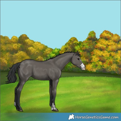 Horse Color:Grullo Sabino 
